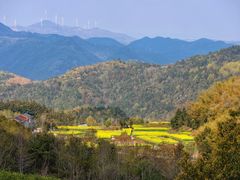 -桑洲油菜花景区