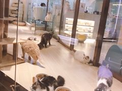-momokira米努特·德文卷毛猫·棉花面纱犬