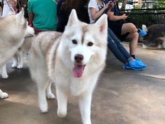 -TrueLove @ Neverland (Husky Cafe)