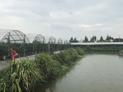 -马陆小张葡萄园农家乐