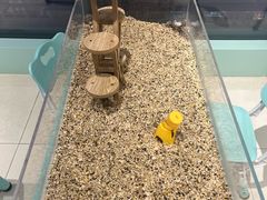 -怪兽屋·羊驼·猫咖·狗咖(俊华广场店)