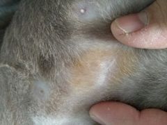 -北京赛佳动物医院