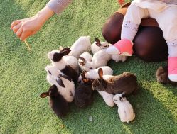 -萌宠亲子动物乐园(槐房万达店)