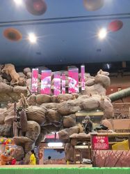 -卡通尼·Safari非洲探索乐园·生日会(金桥国际商业广场店)