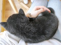 -柴犬小屋·柴餐厅·狗咖食堂(金鼎广场店)