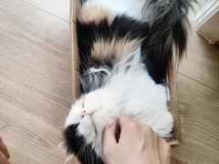 -MOYOYO猫咪咖啡店