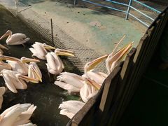 -广州长隆飞鸟乐园