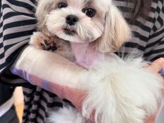 -宠爱多约克夏马尔济斯泰迪小型犬专卖