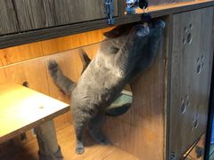 -叮叮猫咪生活馆