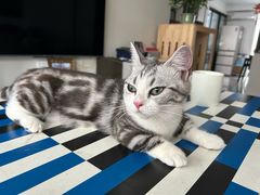 -Bastet sally猫舍购宠(静安店)