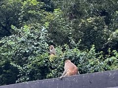 -苏州上方山国家森林公园