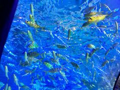 -太平洋海底世界