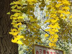 -三里屯东五街银杏大道
