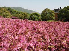 -南京珍珠泉风景区