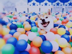 -汪说喵讲宠物乐园宠物酒店(红星美凯龙店)