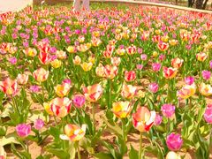 -石家庄市植物园