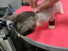 -宠福鑫康馨动物医院·骨科·眼科