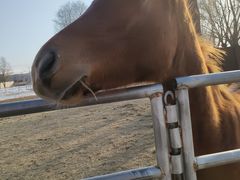 -北京群众马术培训基地