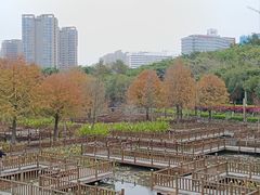 -五缘湾湿地公园