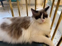 -喵喵咪呀布偶猫咖(春熙路店)