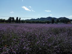 -北京东方普罗旺斯薰衣草庄园