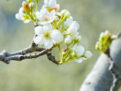 -树山生态村