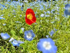 -上海滨江森林公园