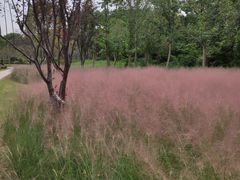 -昆山城市生态森林公园