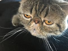 -more than meow吴止猫主题餐厅(承德 中船汇店)