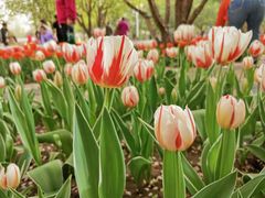 -石家庄市植物园