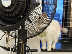 -楼上猫咖(罗湖店)