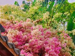 -深圳国际园林花卉博览园