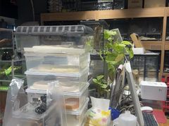 -酷以爬仙阁实体爬宠店·守宫·蜥蜴·专业繁育