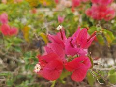 -东南花都花博园