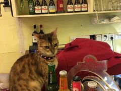 -猫色咖啡·猫咖