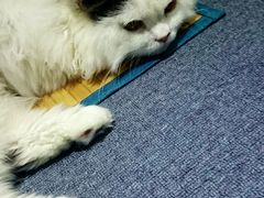 android_upload_pic-喵的天空名猫咖啡馆·撸猫·猫舍·用品