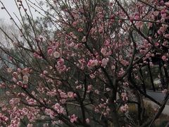 -上海醉白池公园