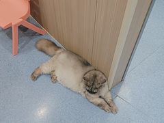 -佑安动物医院·全科·内窥镜中心(幸福巷店)