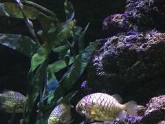 -暹罗海洋世界