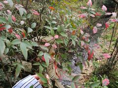 -三圣花乡旅游区