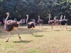-广州长隆飞鸟乐园