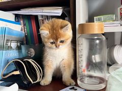 -宠颐生汉谟拉比宠物医院