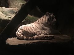 景点-清迈夜间动物园