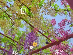-嘉定紫藤园