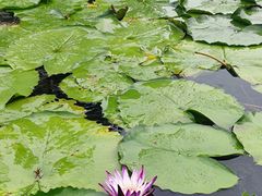 -云溪植物园