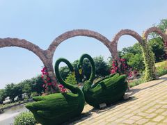 -鹅湖玫瑰文化园