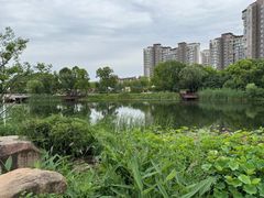 -新江湾城公园