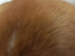 -FAELING PETS美天灵宠物(富力广场店)