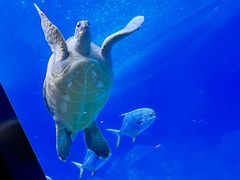 -珠海长隆海洋王国