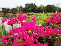 -福田红树林生态公园